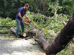 Best Tree Mulching  in Berryville, VA